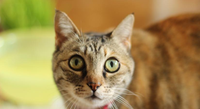 Egy budaörsi nő mélyhűtőben tárolta halott macskáit, aztán elásta őket közterületen