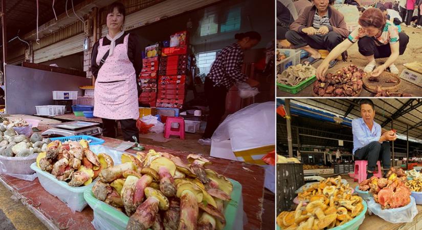 A vargánya veszélyes rokona: miért lát mindenki apró embereket egy gomba után?