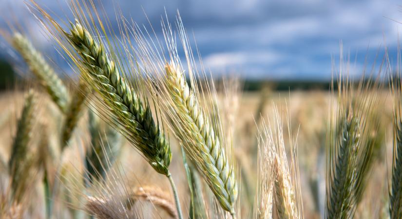 Időzített bomba ketyeg a földeken: sokan nem figyelnek az első jelekre