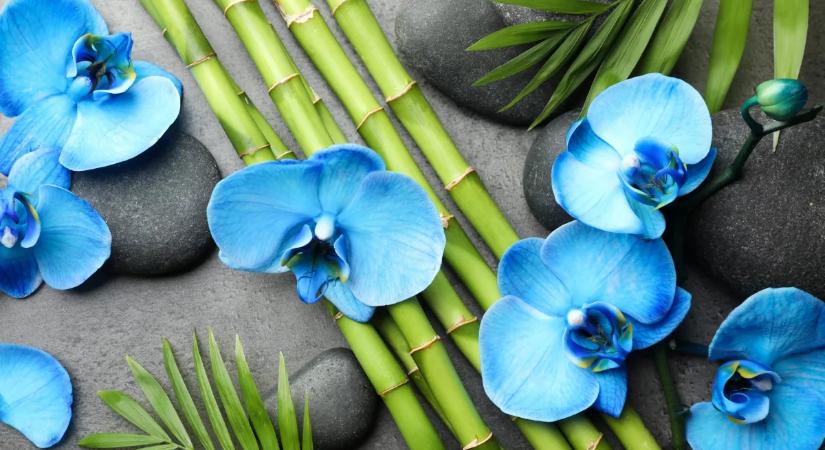 A kék szín titkos ereje a lakásban – a feng shui szerint sokkal többet befolyásol, mint gondolnád