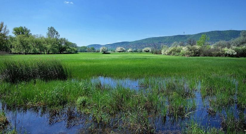 Vadregényes, mocsaras erdővé alakulhat most vissza a Mocsárosdűlő