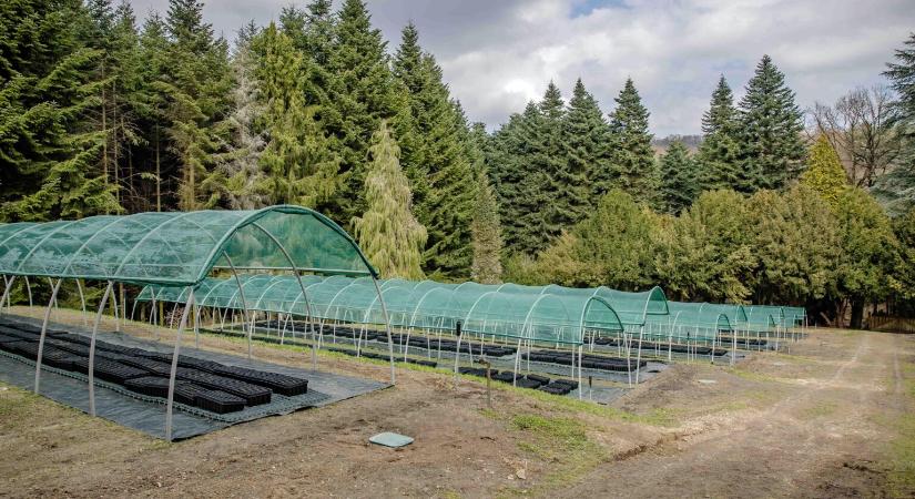 Klímarezisztens csemetékkel próbálkoznak