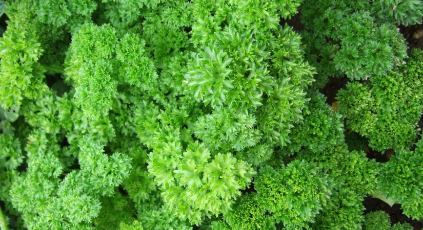 Mélyponton a lengyel petrezselyem ára