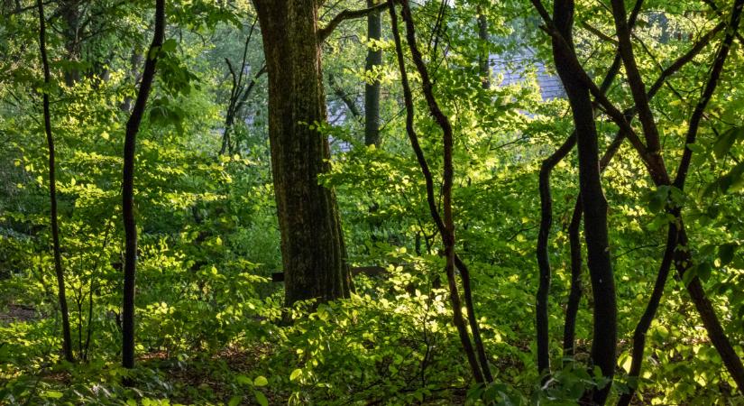 Végleges változás jöhet itthon: kemény beavatkozásra készülnek