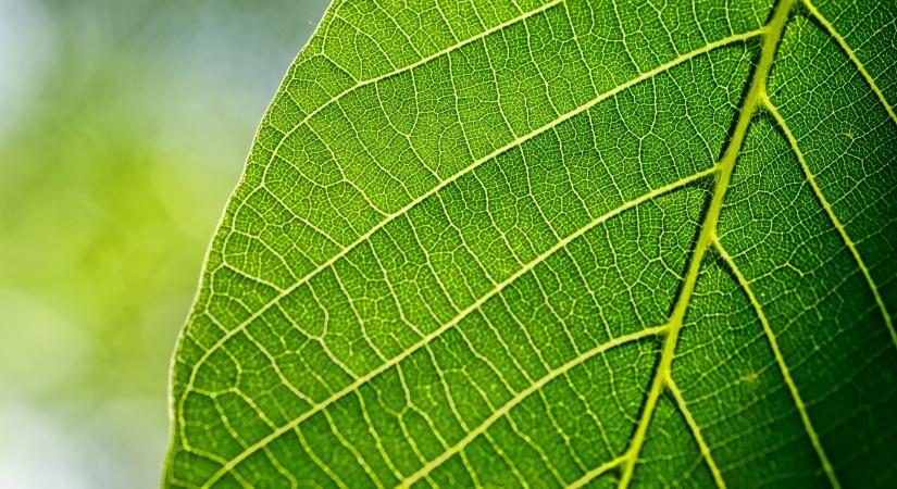 Összefogással küzdenek a diófákért