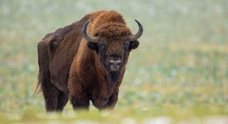 Nomen est omen: Bölény tiporta halálra egyszerre a három bölényt