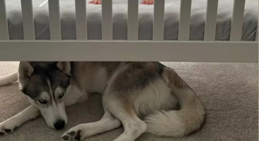 Mindig a babaágy alatt alszik a husky: amit a kisfiú tesz, könnyeket fakaszt