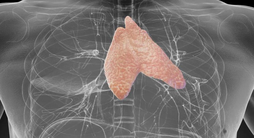 Meglepő felfedezés: ez az elfeledett szerv még a rák ellen is védhet