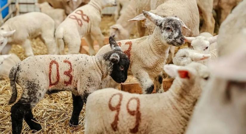 Éjjel lába kelt a nyájnak: Hogyan tűnhet el 16 juh egyik napról a másikra? – videó