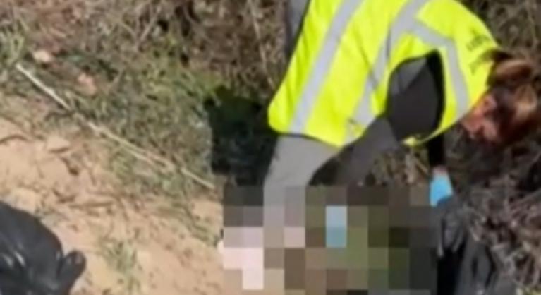 Kiásott macskatetemeket találtak Budaörsön az utcán