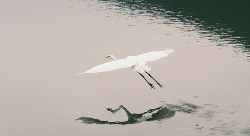 Az Ifjú Kócsagőr Program 2026-ban folytatódik