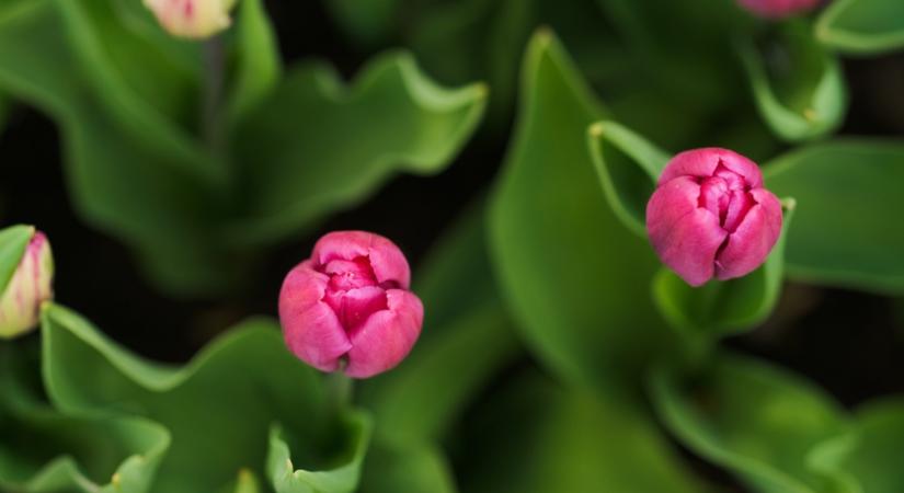 Csak levelet hoz a tulipán, virágot nem? Itt a megoldás!