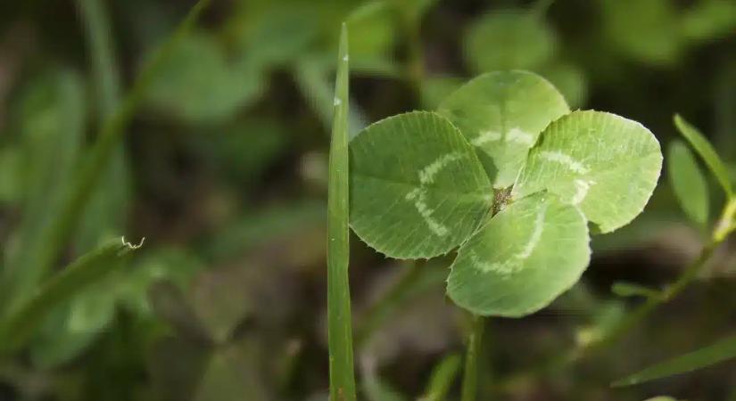 5 csillagjegy, akikhez most hétvégén jön a szerencse manó