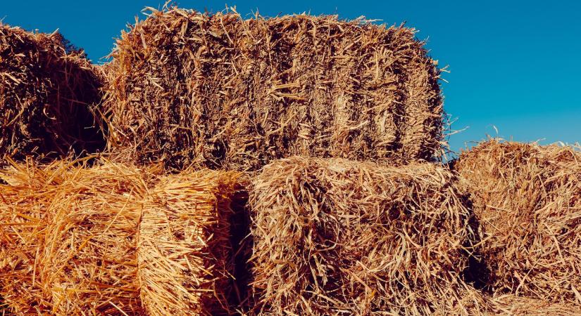 Áder János a magyar szalmapaplant ajánlja