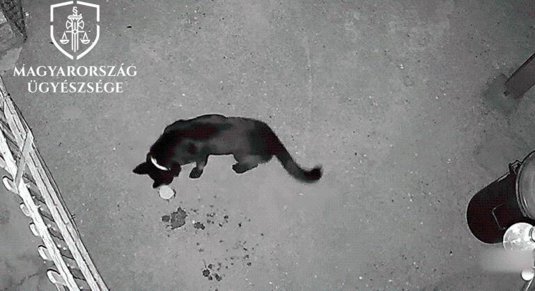 Súlyos lebukás: Borzalmas felvételen a szadista kutyamérgezés