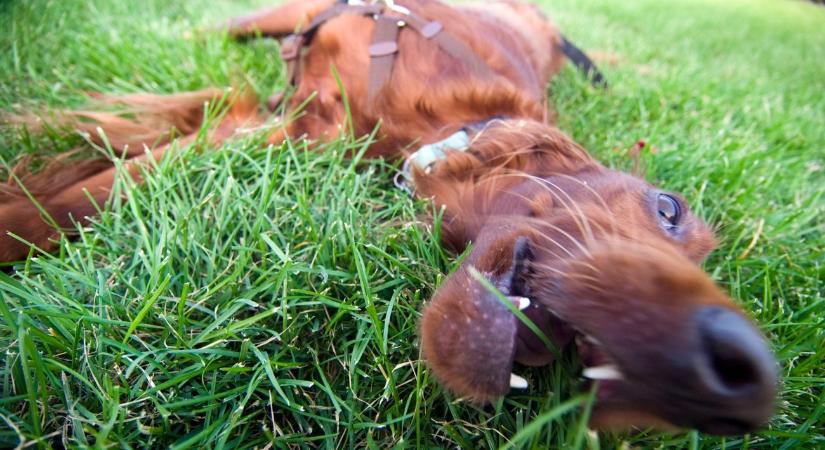 Titkos üzenet is lehet a kutyák fűben hempergése