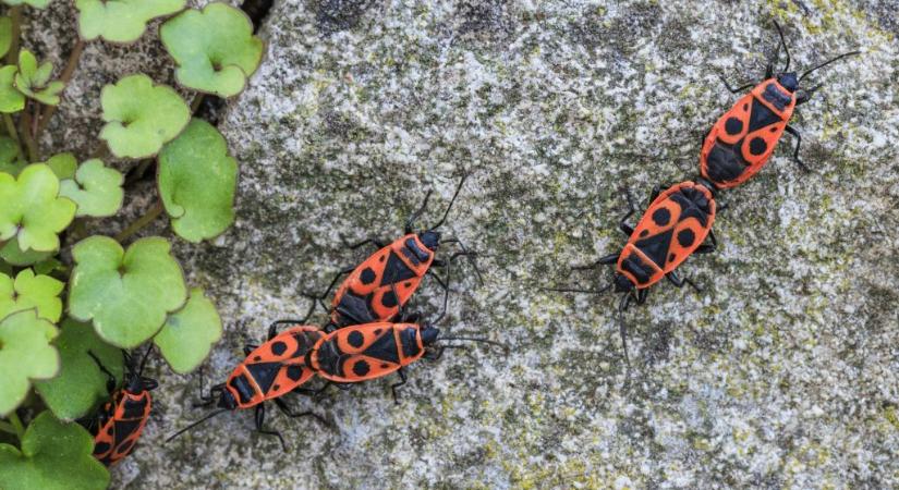 Előbújtak a feneküknél összeragadt bogarak