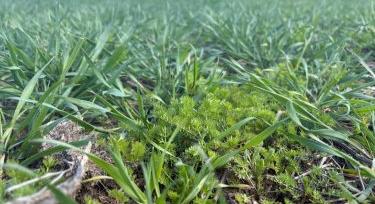 Paci a gyompusztító