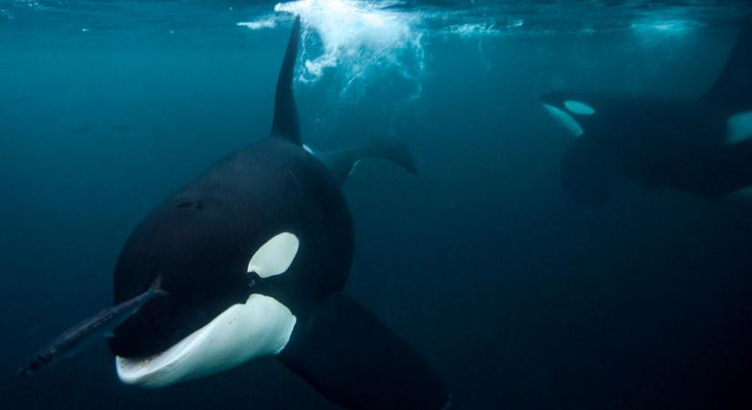 Megbénítják az orkák a nagy fehér cápát