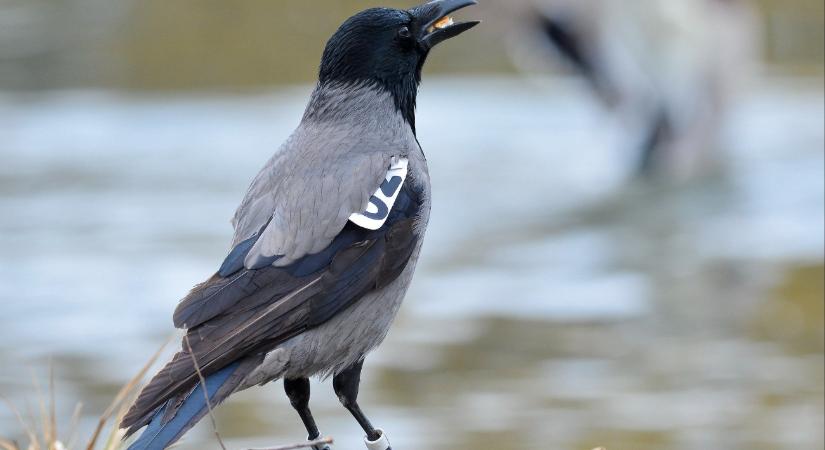 Nagy harcban Siófok a varjakkal, de vesztésre áll