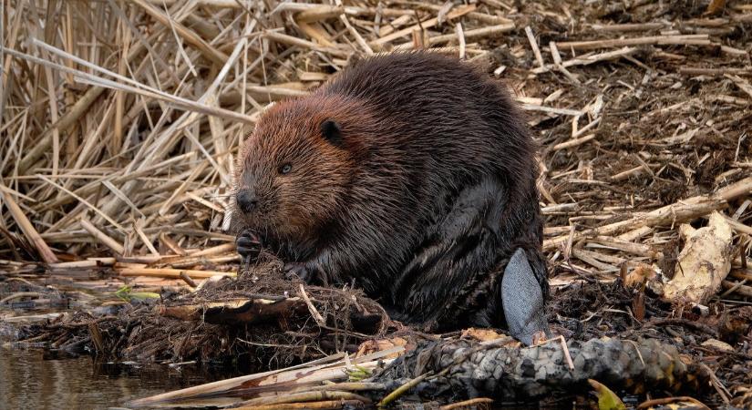 Egy rágcsáló lehet a klímaváltozás elleni szuperfegyver?