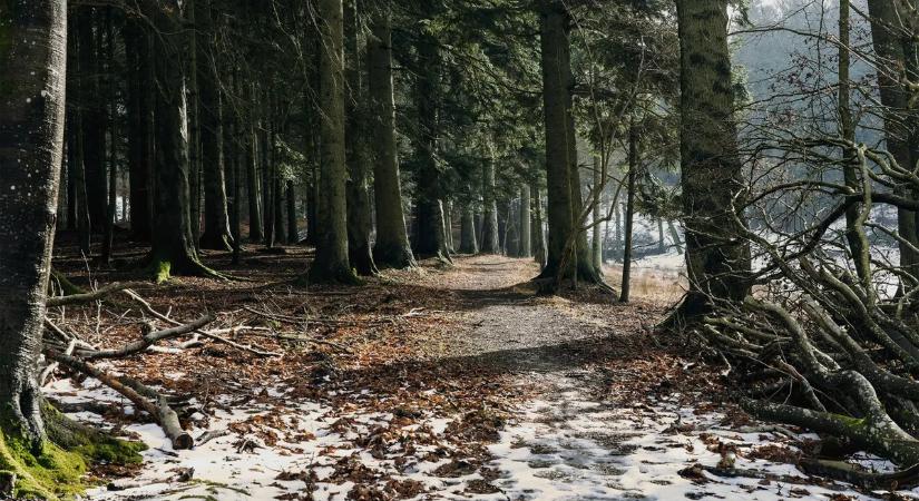 Szívtelen csecsemőgyilkosság – az erdőben tüntette el az apa az újszülöttet