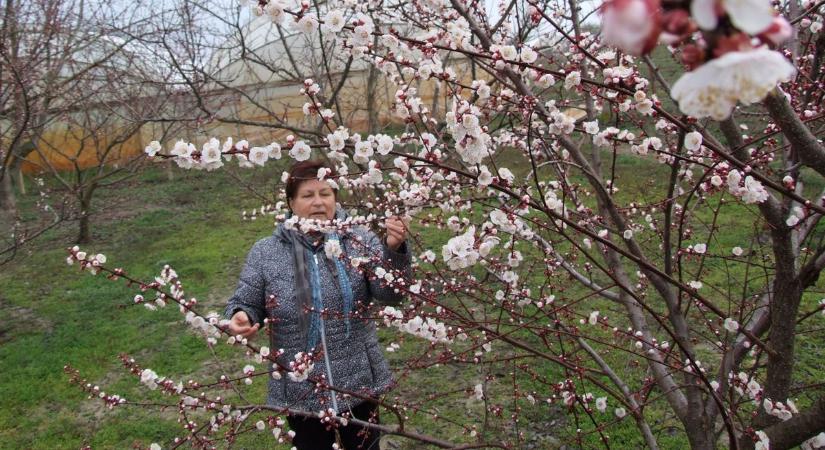 Idén végre gazdag kajszitermés ígérkezik, de nem csak a hirtelen fagytól kell félnie a termesztőknek