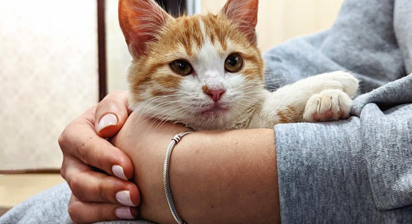 Ha ezt csinálja a macskád, erős a köztetek lévő kapcsolat