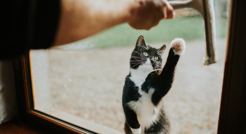 Ezért segítőkészebbek a kutyák a macskáknál