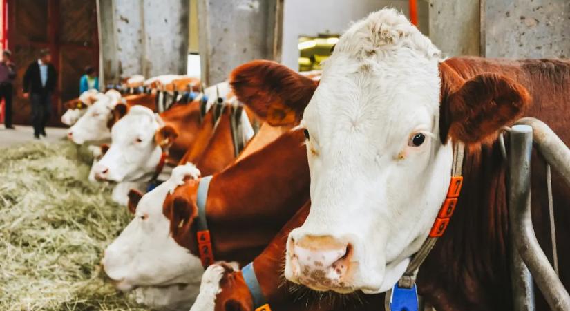 Már a mezőgazdasági munkákat is veszélyezteti a mesterséges intelligencia