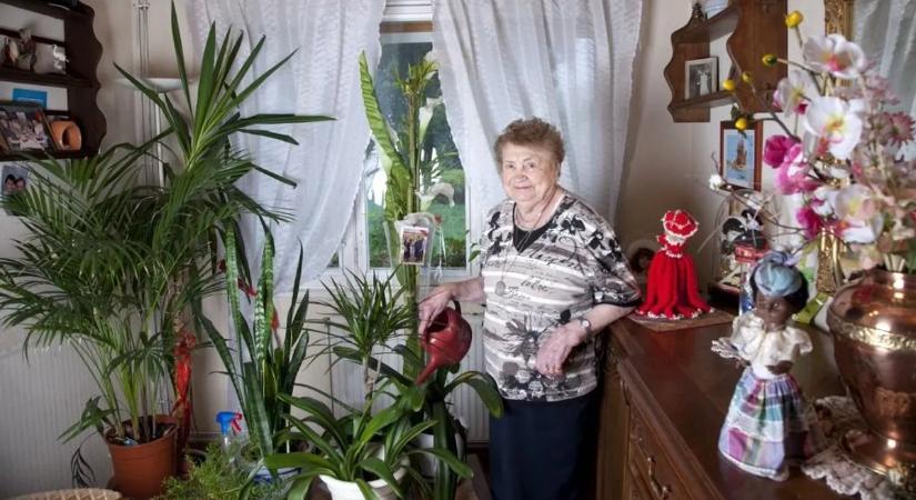 Kiderült, mennyi fényre van szükségük a szobanövényeknek