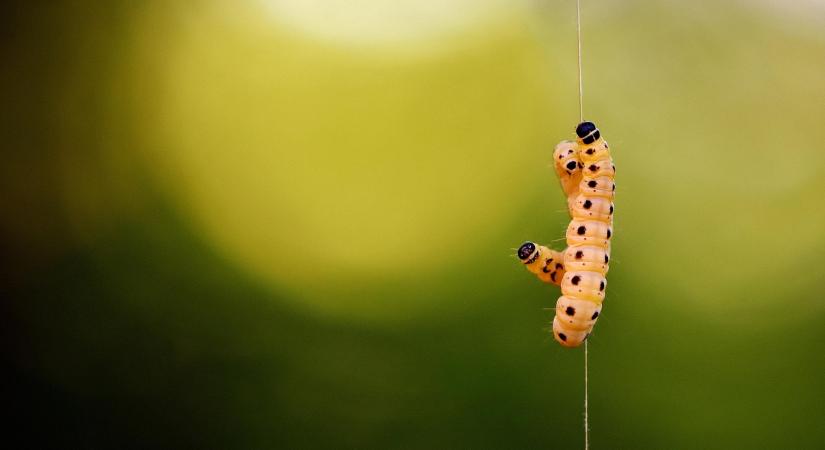 Megjelenhet az őszi sereghernyó