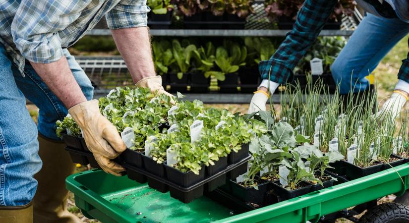 Facebook hirdetés stratégiák a tavaszi palántavásár idejére