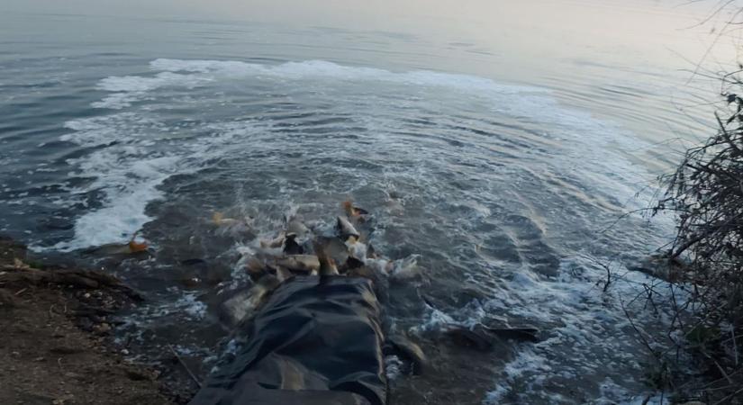 Haltelepítés miatt tilos a horgászat: 15 vízen lépett életbe korlátozás Észak-Magyarországon