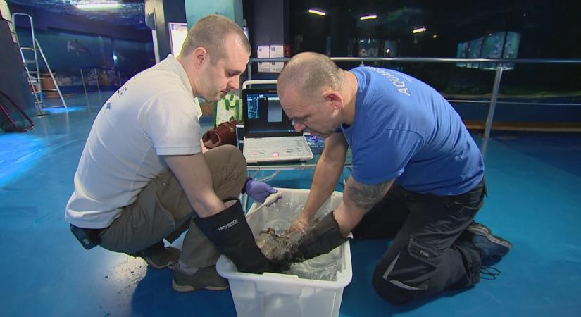 Rengeteg mindenre jó a wc kefe az akváriumban – a cápa állatorvos titkai