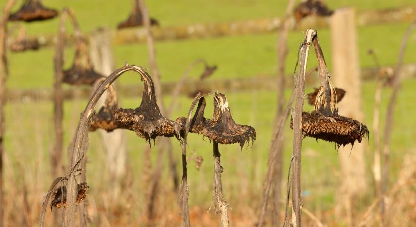 2027 a szélsőségek éve lesz: hőhullámok és villámárvizek fenyegetik a mezőgazdaságot