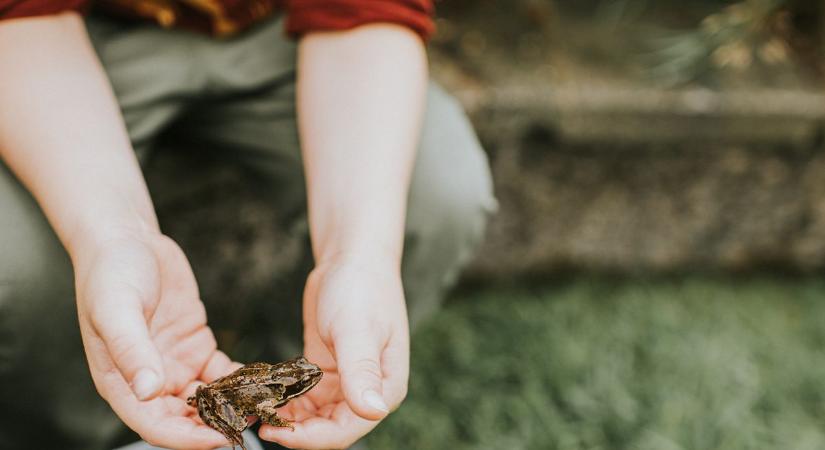 Segítsünk a békákon: most rajtunk múlik, hogy túlélnek-e