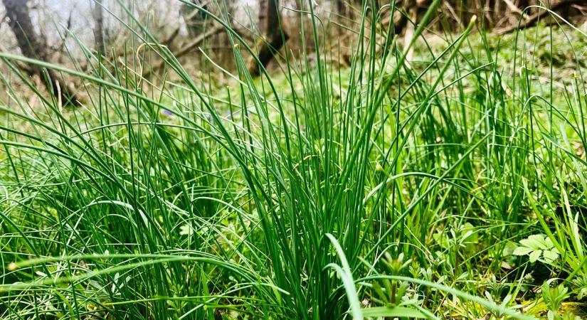 Így ne mérgezd meg magad - mutatjuk a különbséget a tyúktaréj és a vadsnidling között (videó)