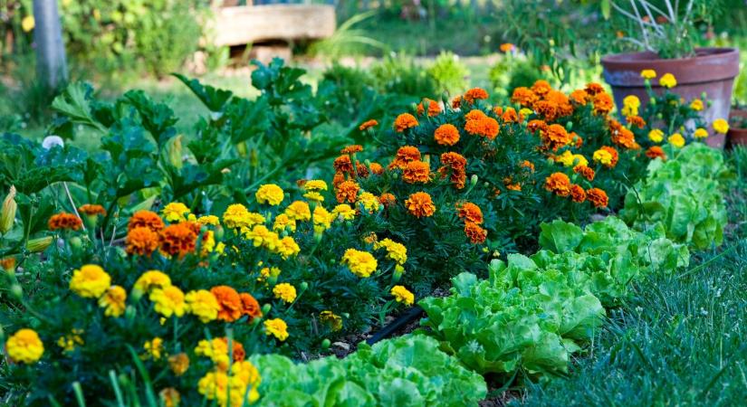 Hasznos növények, amiket ültess a veteményeskert közelébe – segítenek a kártevők ellen
