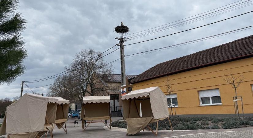 A nagyobb városok sem maradnak ki, a borvidékre is megérkezett a tavasz hírnöke (VIDEÓ)