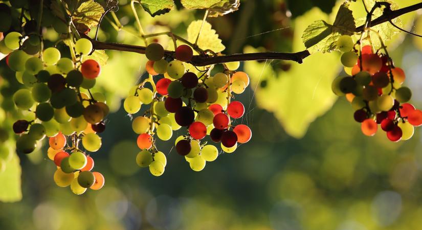 A lemosó permetezés is segít az aranyszínű sárgaság ellen
