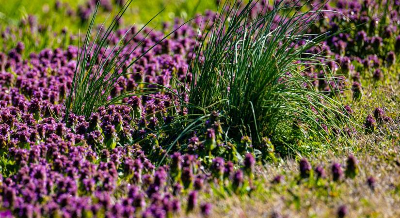 Van egy gaz, ami most ellepte Zalát is, és nem az, aminek hisszük