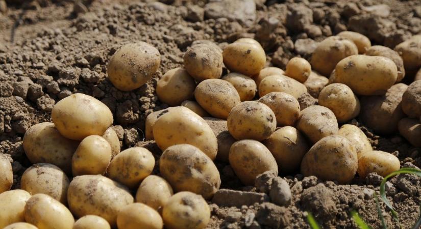 Nagy bajban van a hazai a burgonyaágazat: Tömegesen adják el gépeiket a magyar gazdák