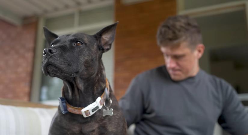 MI-vel tervezett vakcinát rákos kutyájának egy vállalkozó – Bárki képes lehet erre?