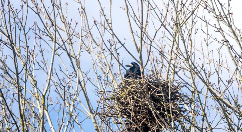 Megszállták a madarak ezt a magyar várost – milliókat költenek védekezésre, de hiába