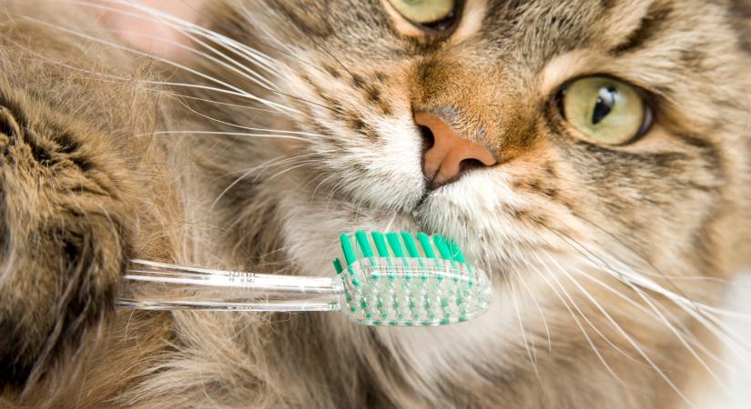 Így óvhatod macskád fogait egyszerűen – a szájápolás fontosabb, mint hinnéd