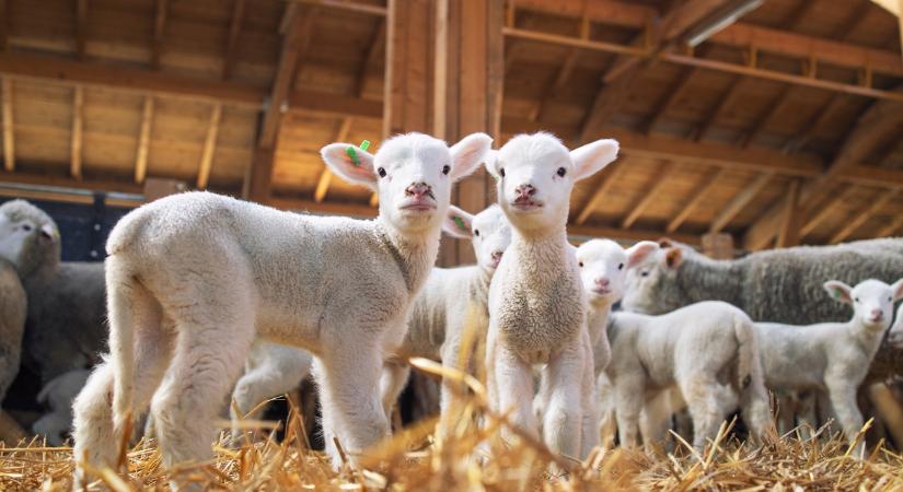 Fogy a birka, de megvan a profit: nem búsul a juhász