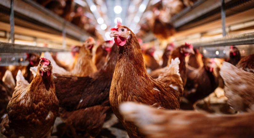 Döbbenetes agrárbirodalom épül Ukrajnában: bedobták a gigatervet