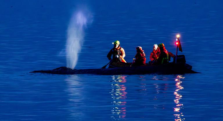 Drámai küzdelem zajlik a homokpadon megfeneklett bálna életéért Németországban