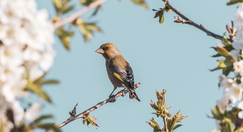 Magyarország madarai: a zöldike